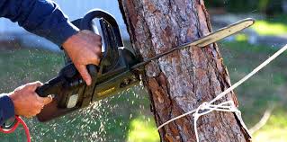 How Our Tree Care Process Works  in  Steele, MO