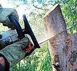 Trusted Steele, MO Tree Care Experts